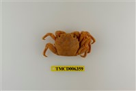 藏品(美麗斜紋蟹)的圖片